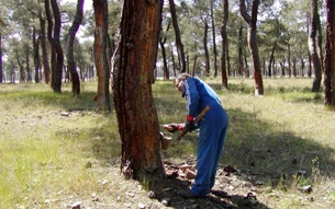 La extracción de resinas naturales: solución eficaz al cambio climático y a la crisis económica